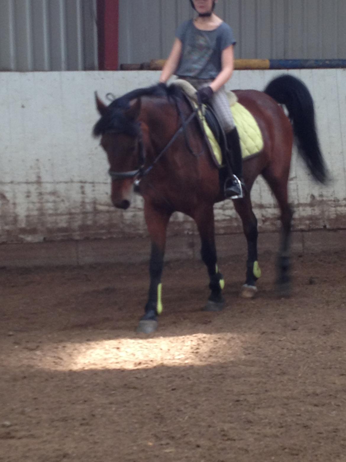 Anden særlig race Laura - Laura og mig til ridning. :) billede 10