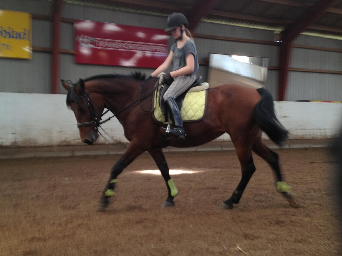 Anden særlig race Laura billede 15