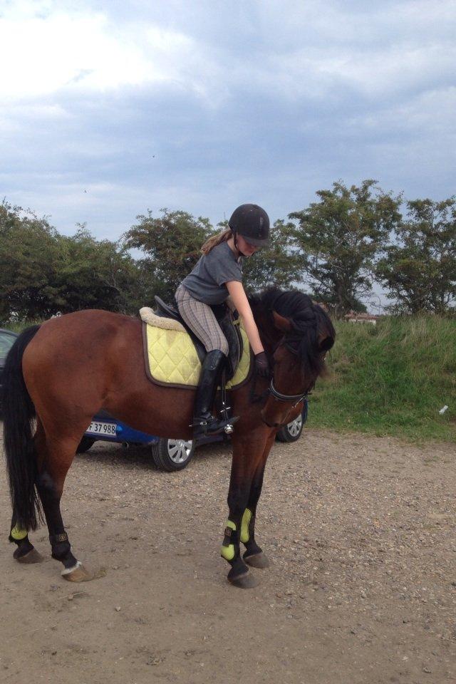 Anden særlig race Laura - Laura min evighedsblomst. <3 billede 16