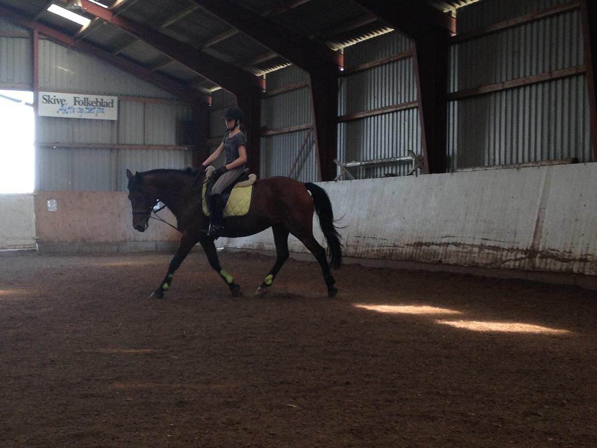 Anden særlig race Laura billede 17