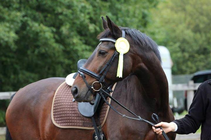 Dansk Varmblod Argos billede 18