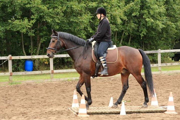 Dansk Varmblod Argos billede 19