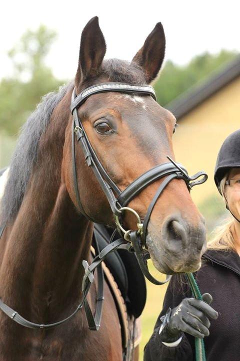 Dansk Varmblod Argos billede 20