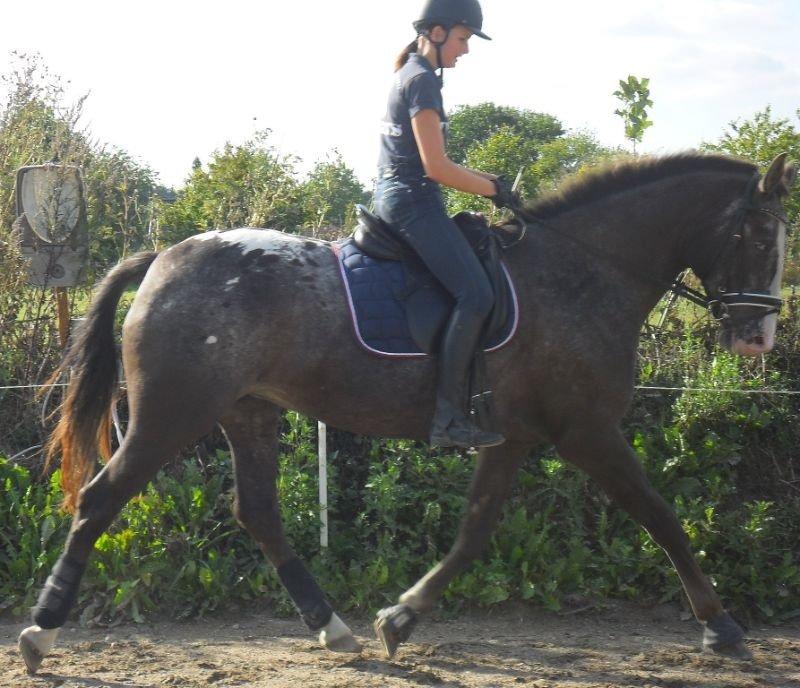 Knabstrupper Havens Bellis billede 18