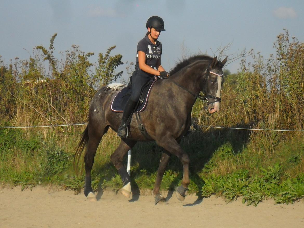 Knabstrupper Havens Bellis billede 19