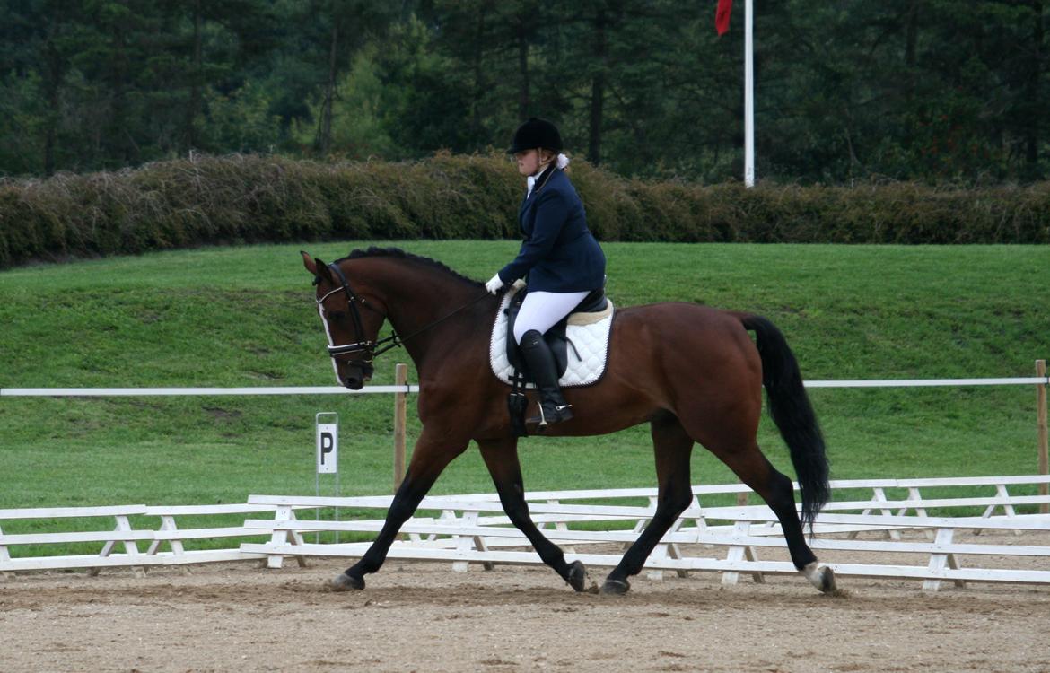 Dansk Varmblod Bøgegårdens "aladin" - Første stævne! 2. plads. Foto: Julie Clasen billede 11