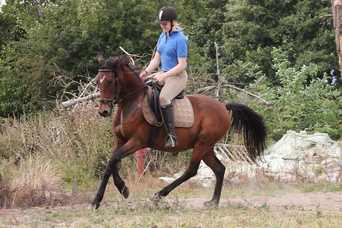 Anden særlig race Grønvangs Edward |Eddie| - Linda og Eddie 2013 billede 29