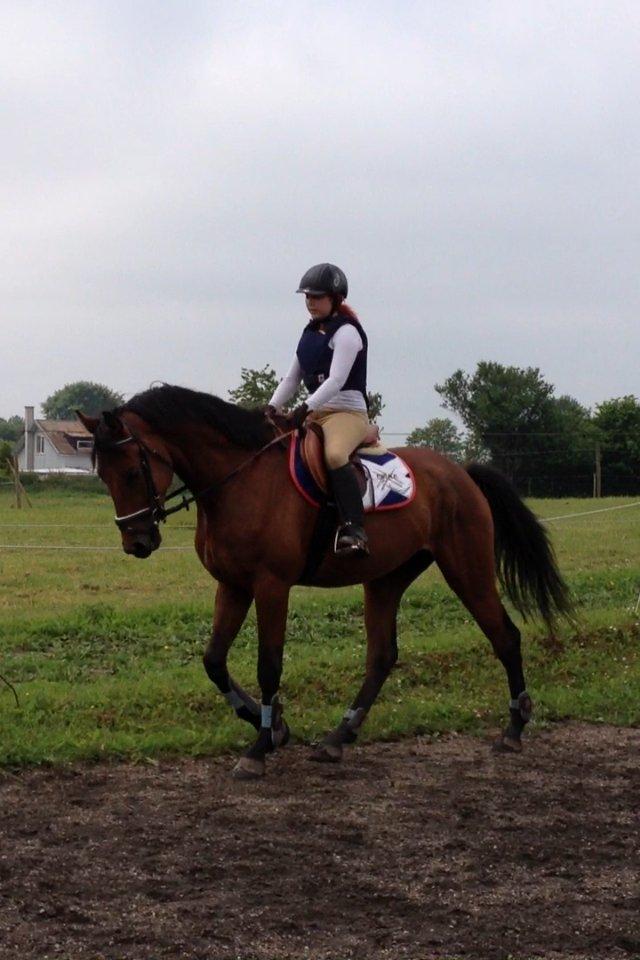 Dansk Varmblod Lillegårdens Daytona - Så går vi til ridning billede 19