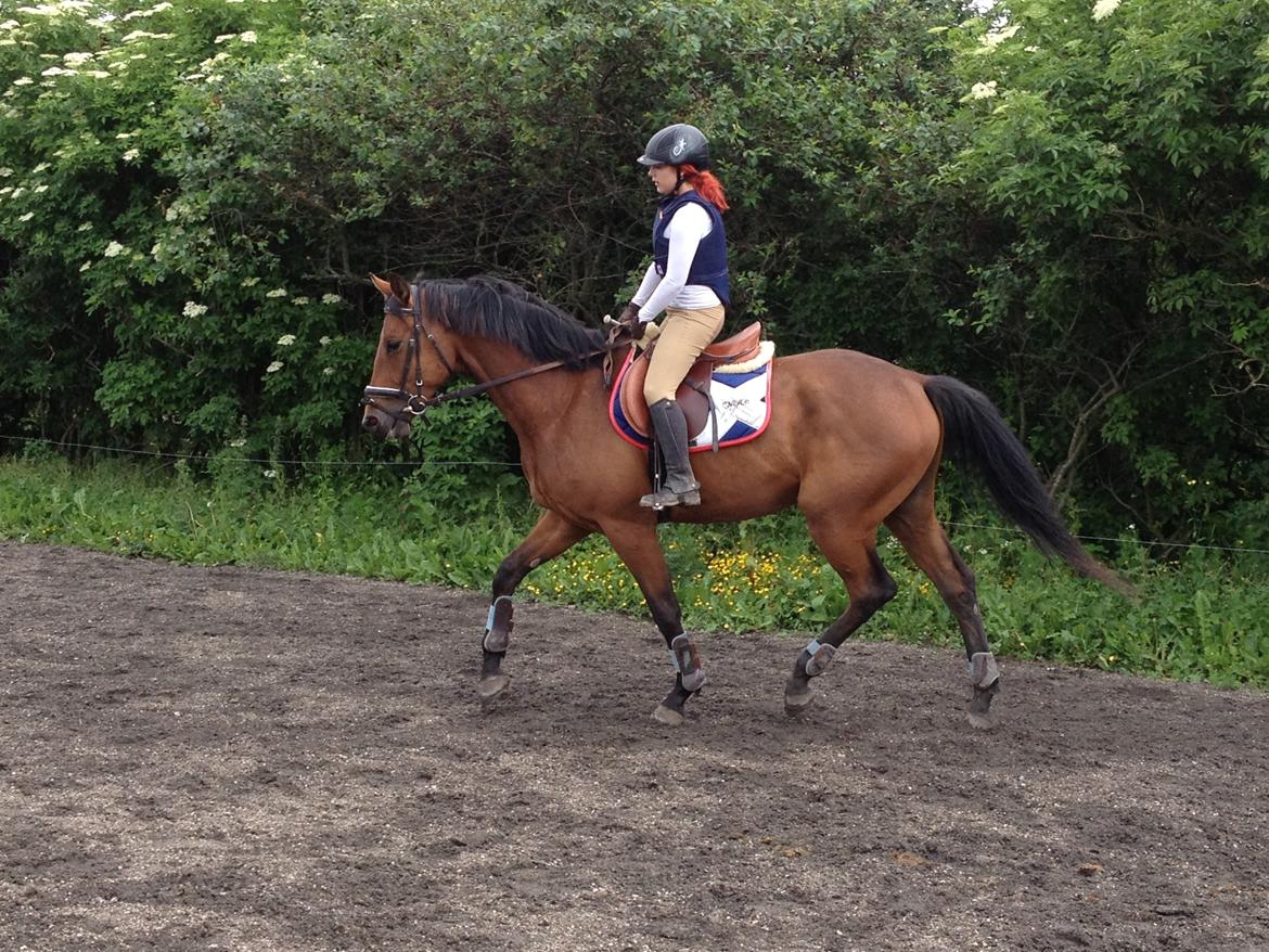 Dansk Varmblod Lillegårdens Daytona billede 20