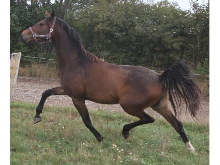 {{currentPhoto.altText}} billede {{currentPhoto.number}}