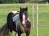 Irish Cob Shakila´s Shanti