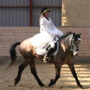 Welsh Partbred (Sec F) Felix