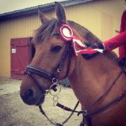 Anden særlig race - Shadow