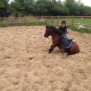 Anden særlig race Mosegaardens Laban.