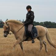 Fjordhest Babes La Luna