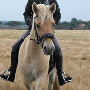 Fjordhest Babes La Luna