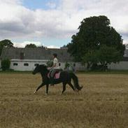 Anden særlig race Chianti [Himmelhest]