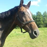 Dansk Varmblod Celina Z