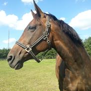 Dansk Varmblod Celina Z