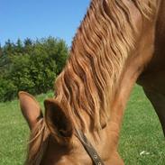 Frederiksborg Kirkebakkens Amalie Rex