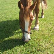Frederiksborg Kirkebakkens Amalie Rex