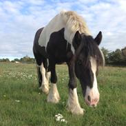 Tinker R. I. P  skønneste unikke CODY dreng 