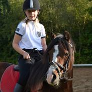 Welsh Mountain (sec A) Freja