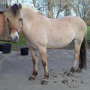 Fjordhest Lykkegaards Fenja