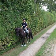 Hollandsk Sportspony Larbjor's Jesper