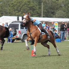 Tysk Sportspony Fee 768