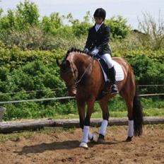 Anden særlig race Calypso