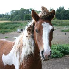 Anden særlig race Victor