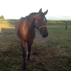 Dansk Varmblod Mailou