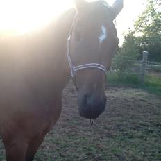 Dansk Varmblod Mailou