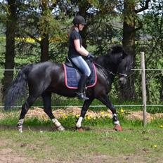 New Forest Odbjergs Anytime