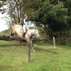 Pura Raza Española Campanero *Æseløre*