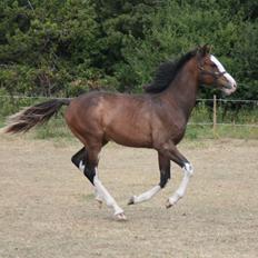 Dansk Varmblod Paintet Temptation (Disney)