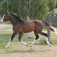 Dansk Varmblod Paintet Temptation (Disney)