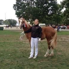 Welsh Cob (sec D) Frenderupgårds June