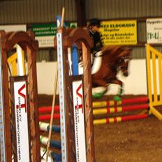 Welsh Partbred (Sec F) Valbjerggaard`s Casiopaia