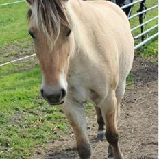 Fjordhest Bumara