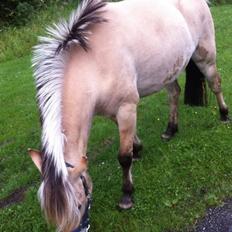 Fjordhest Bumara