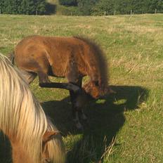 Islænder Kongur fra Fuglsang