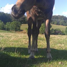Islænder Kongur fra Fuglsang