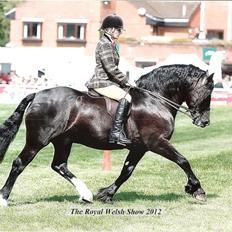 Welsh Cob (sec D) Ringside Thomas- Avl