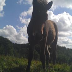 Islænder Kongur fra Fuglsang