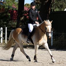 Tyroler Haflinger Anthony's Apollo