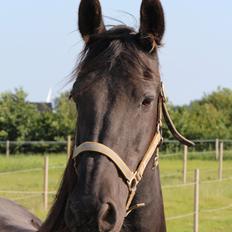 Frieser Wietske fan't Slyp