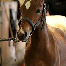 Anden særlig race Spyro