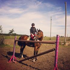 Dansk Varmblod Electric | Egon |